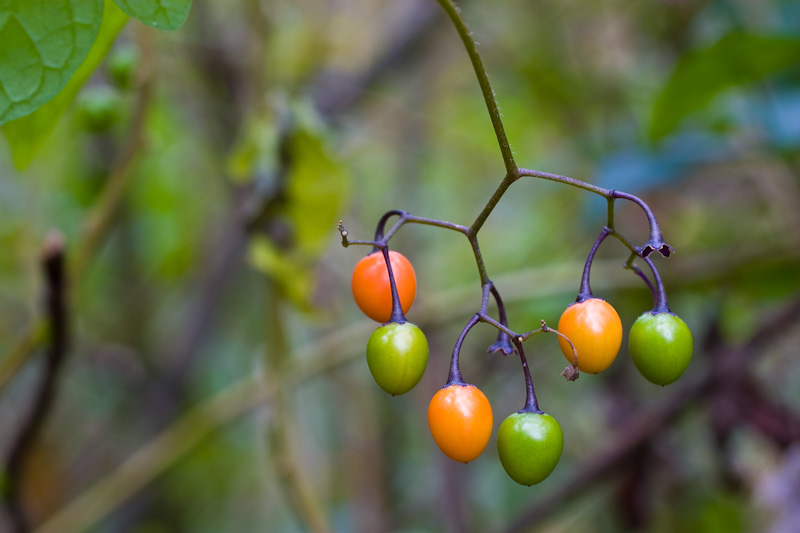 Bittersweet Berries